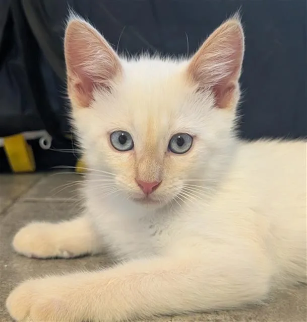 A baby small-sized male Siamese cat named Cheddar for adoption in Santa Clara, CA