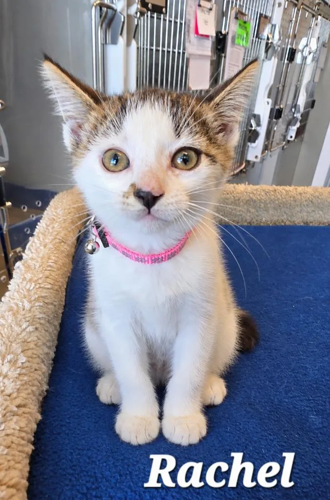 A baby small-sized female Domestic Medium Hair cat named Rachel for adoption in Sidney, OH