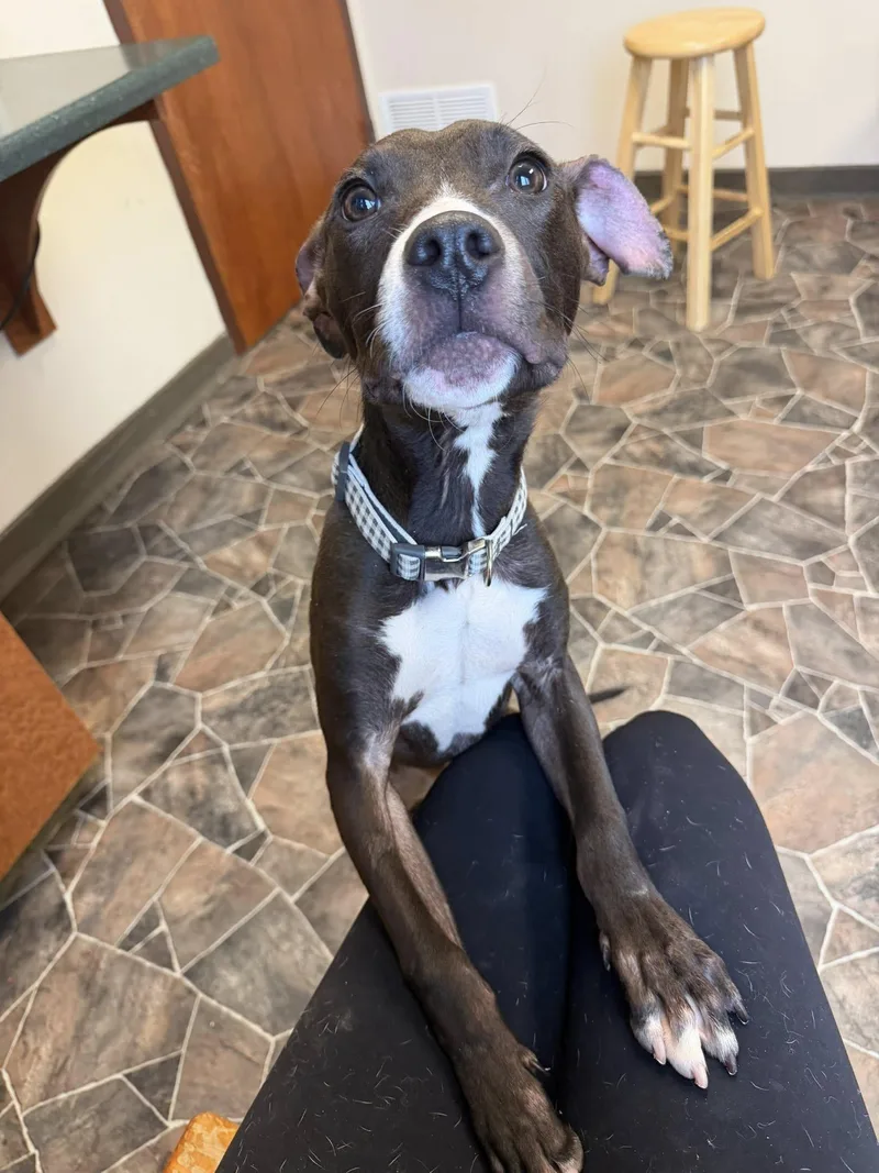 Cheddar Broccoli thumbnail 2