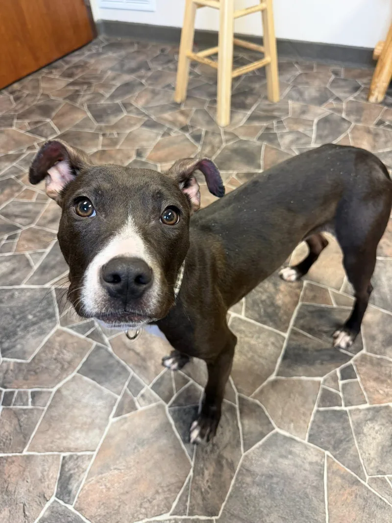 Cheddar Broccoli thumbnail 3