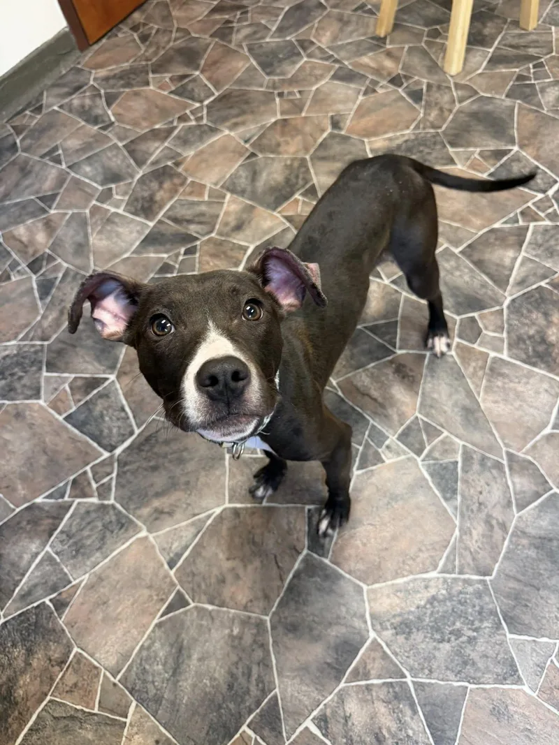 Cheddar Broccoli thumbnail 4