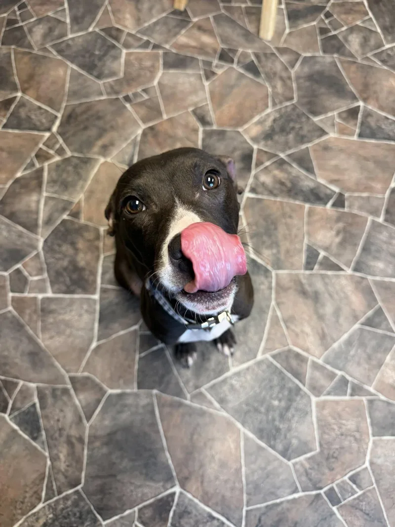 Cheddar Broccoli thumbnail 5