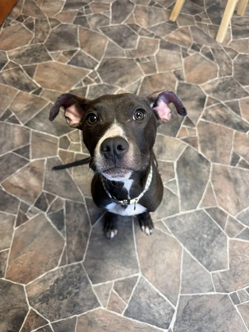 Cheddar Broccoli thumbnail 6