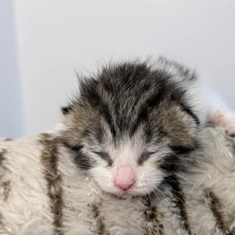 Franklin thumbnail 3