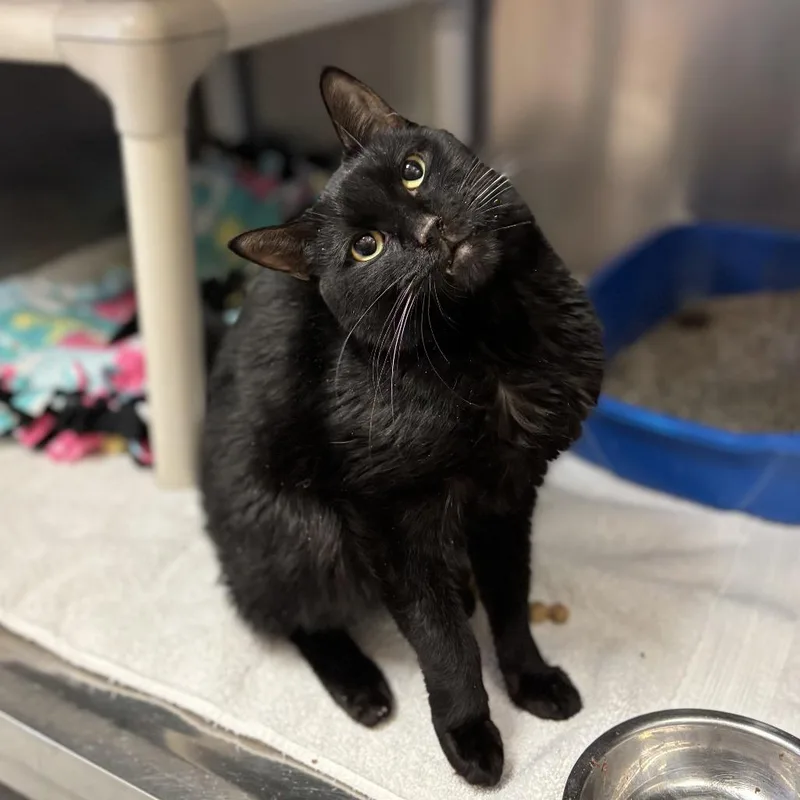 A senior medium-sized female Black Domestic Short Hair cat named Helen for adoption in Fargo, ND