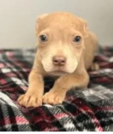 A baby medium-sized female Mixed Breed dog named Ninny for adoption in West Chester, PA