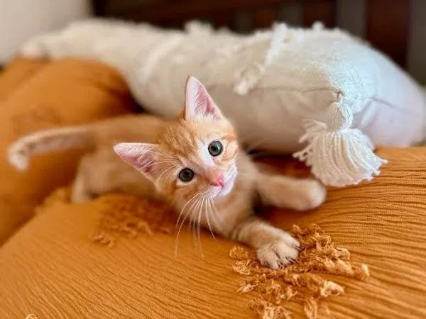 A baby small-sized male Domestic Short Hair cat named Harvey for adoption in Bonsall, CA