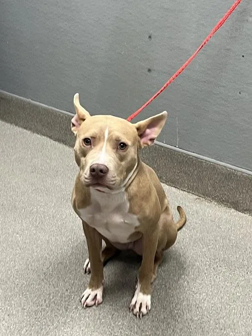 A young small-sized male Pit Bull Terrier dog named Zeus for adoption in Las Vegas, NV