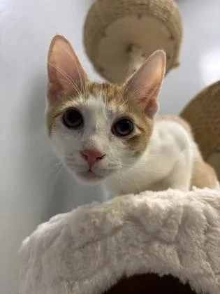 A baby small-sized male Domestic Short Hair cat named Hal for adoption in Cumming, GA