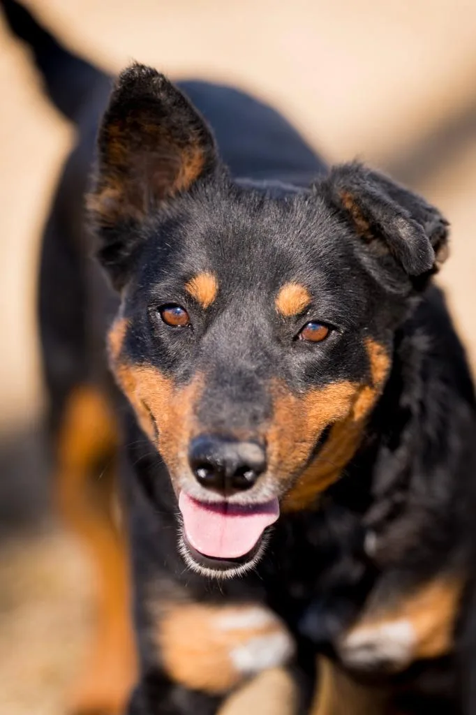 A young medium-sized female Cattle Dog dog named Croquette for adoption in Fort Lupton, CO