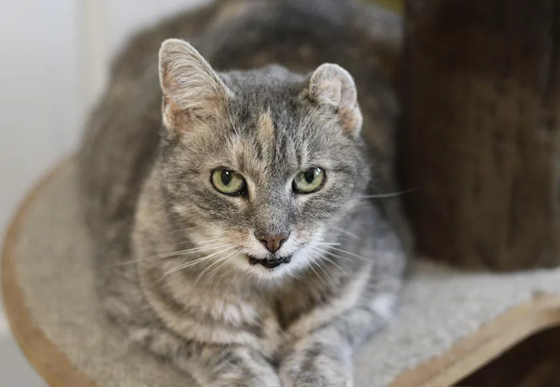 A senior medium-sized female Domestic Short Hair cat named Genesis for adoption in Liverpool, NY