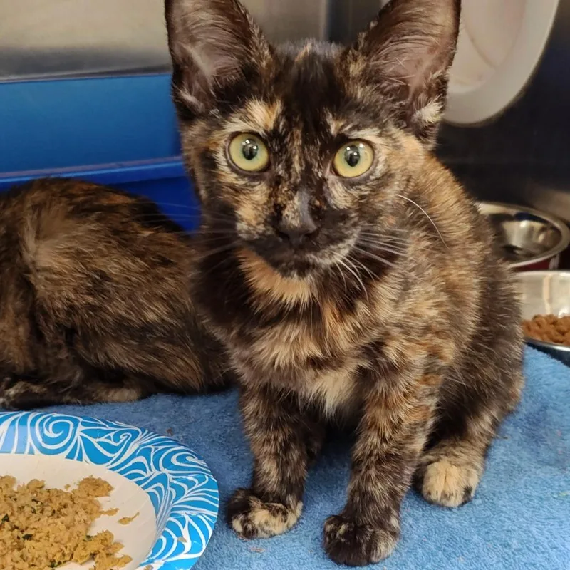 A baby small-sized female Tortoiseshell Domestic Short Hair cat named Tia for adoption in Upland, CA
