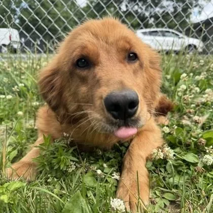 An adult medium-sized female Golden Retriever dog named Rayne for adoption in Philadelphia, PA