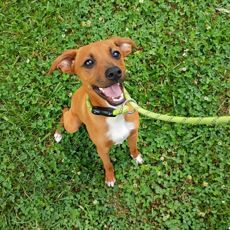 A young small-sized male Golden Feist dog named Gus for adoption in Maynardville, TN