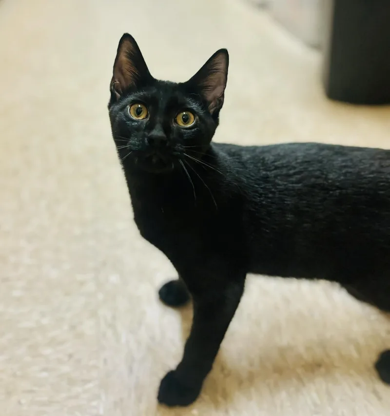 A young medium-sized male Domestic Short Hair cat named Blackjack for adoption in Mansfield, TX