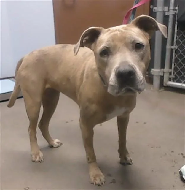 An adult large-sized female Pit Bull Terrier dog named Lily for adoption in Phoenix, AZ