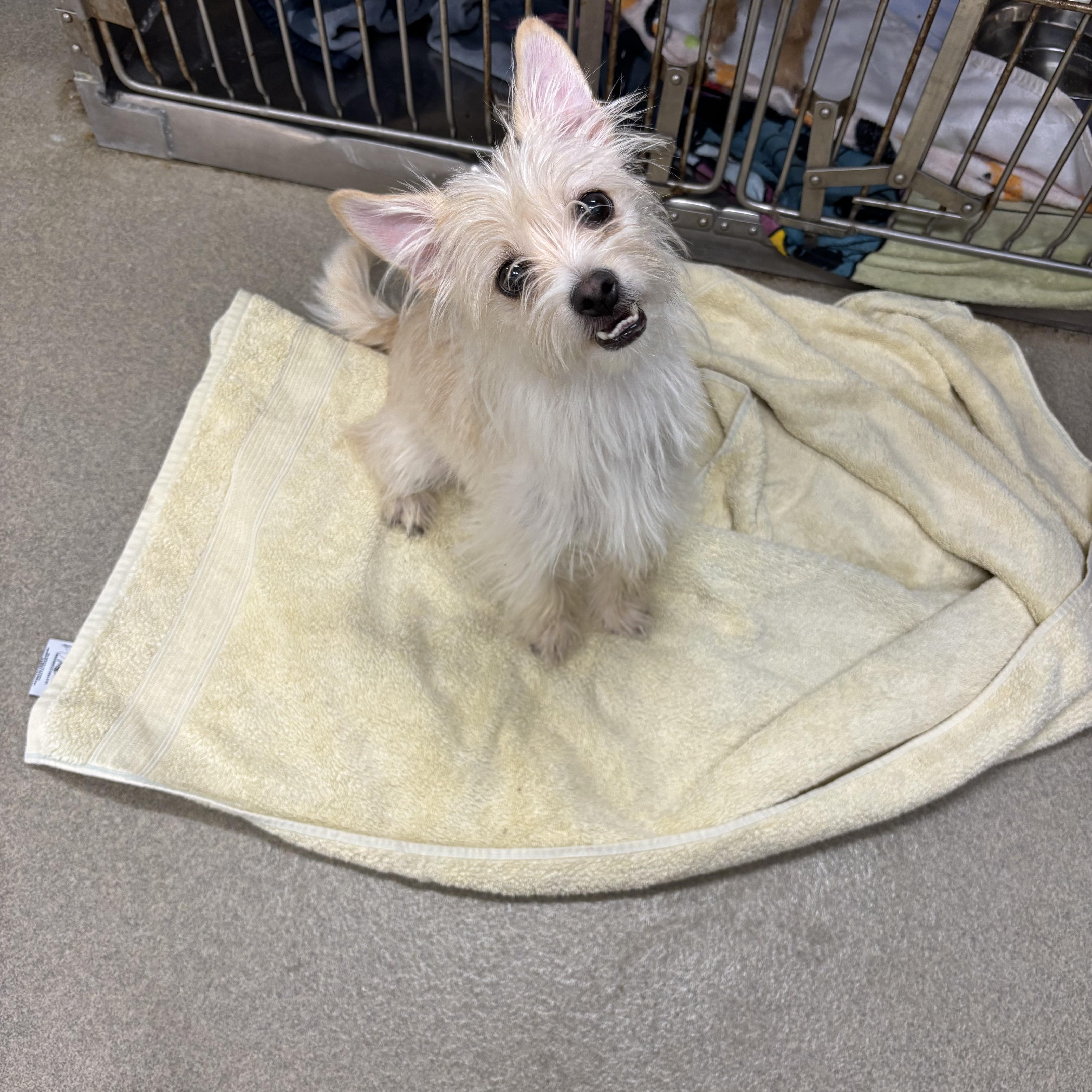 An adult small-sized female Terrier dog named Bunny for adoption in Paramus, NJ