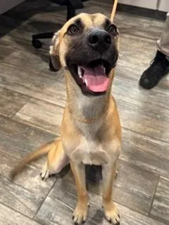 A baby medium-sized female Shepherd dog named Willow Yrly for adoption in Sidney, OH