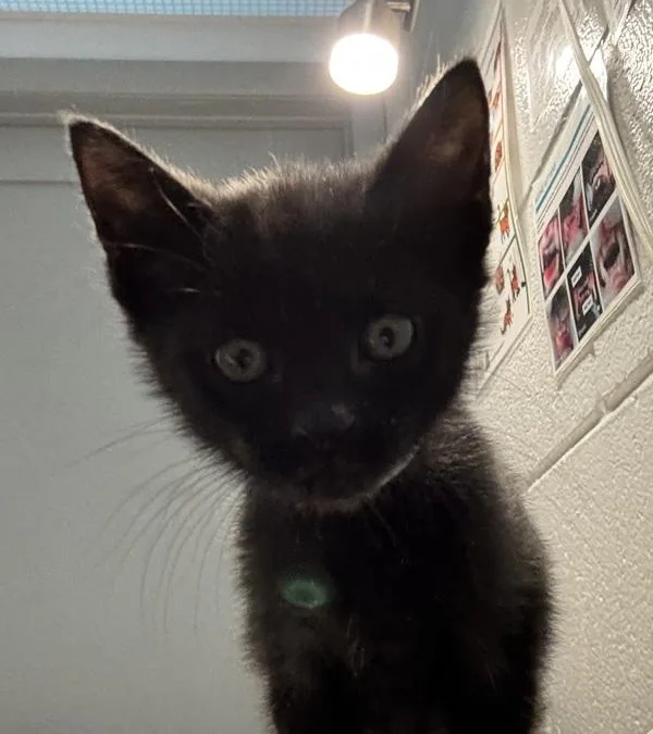A baby medium-sized female Domestic Short Hair cat named Velvet for adoption in Golden, CO