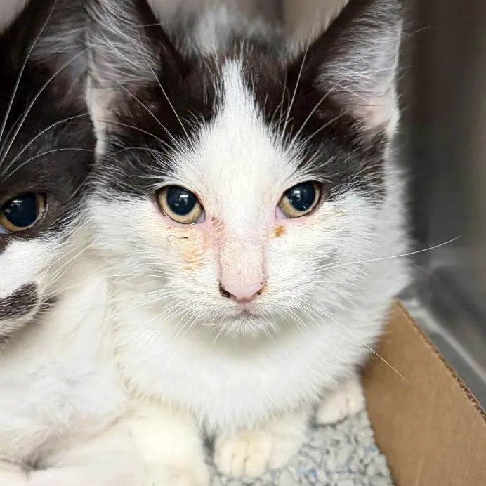 A baby small-sized female Domestic Short Hair cat named Evey for adoption in Cincinnati, OH