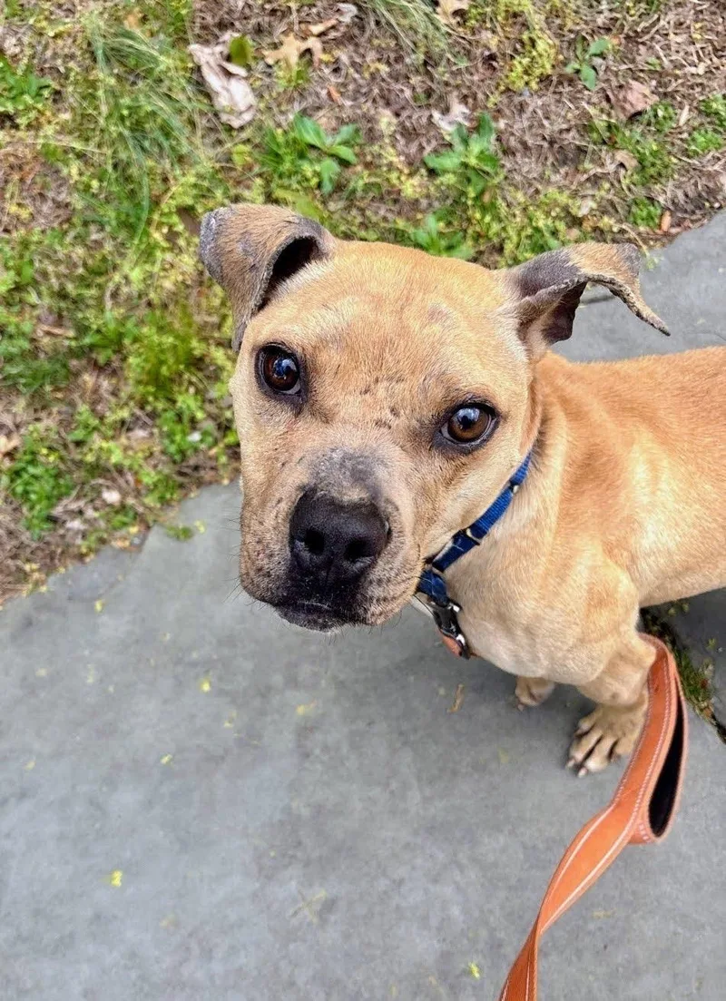 An adult medium-sized male Yellow / Tan / Blond / Fawn Pit Bull Terrier dog named Declan for adoption in East Orange, NJ