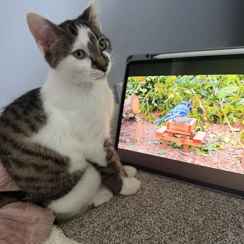 A baby medium-sized male Tabby (Brown / Chocolate) Domestic Short Hair cat named Ares for adoption in Sterling Heights, MI