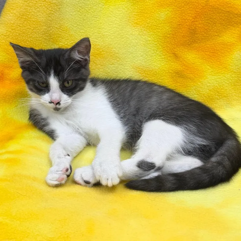 A baby small-sized male White Domestic Short Hair cat named Hoyle for adoption in Naperville, IL