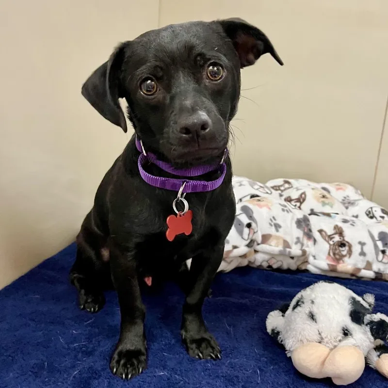 A young small-sized male Black Chihuahua dog named Pantera for adoption in Las Vegas, NV