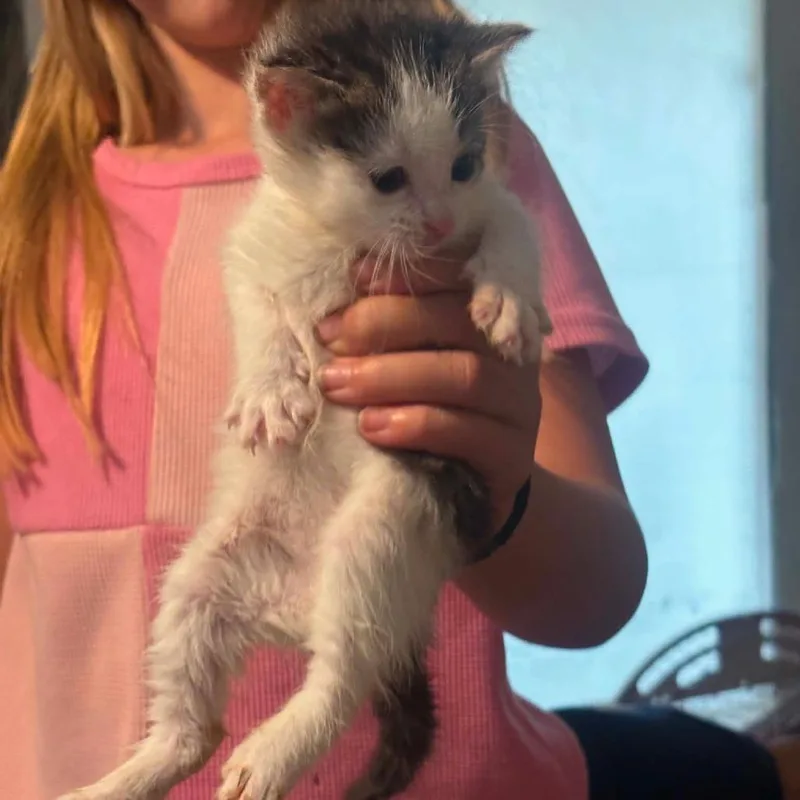 A baby small-sized female White Domestic Short Hair cat named Spot for adoption in Layton, UT