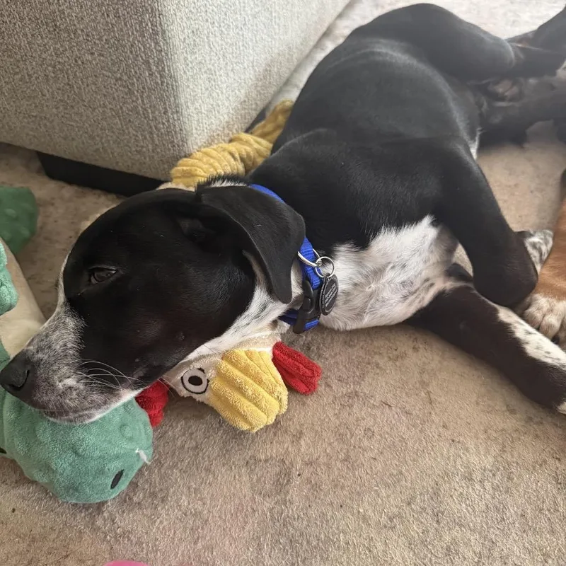 A baby small-sized male Black Australian Cattle Dog / Blue Heeler dog named Budd D for adoption in Princeton, MN