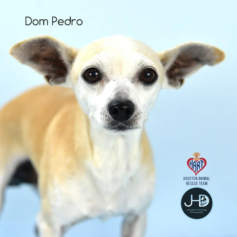 Dom Pedro thumbnail 2