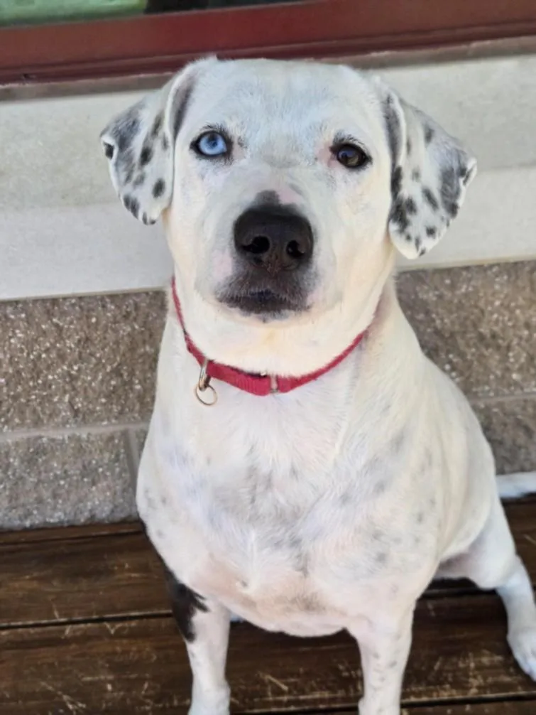 An adult medium-sized female Dalmatian dog named Jolie for adoption in Derwood, MD