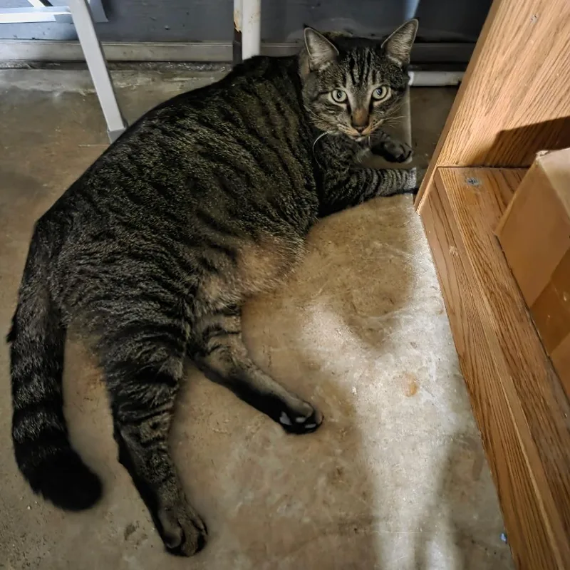 A senior extra large-sized male Gray / Blue / Silver Domestic Short Hair cat named Milo for adoption in West Palm Beach, FL