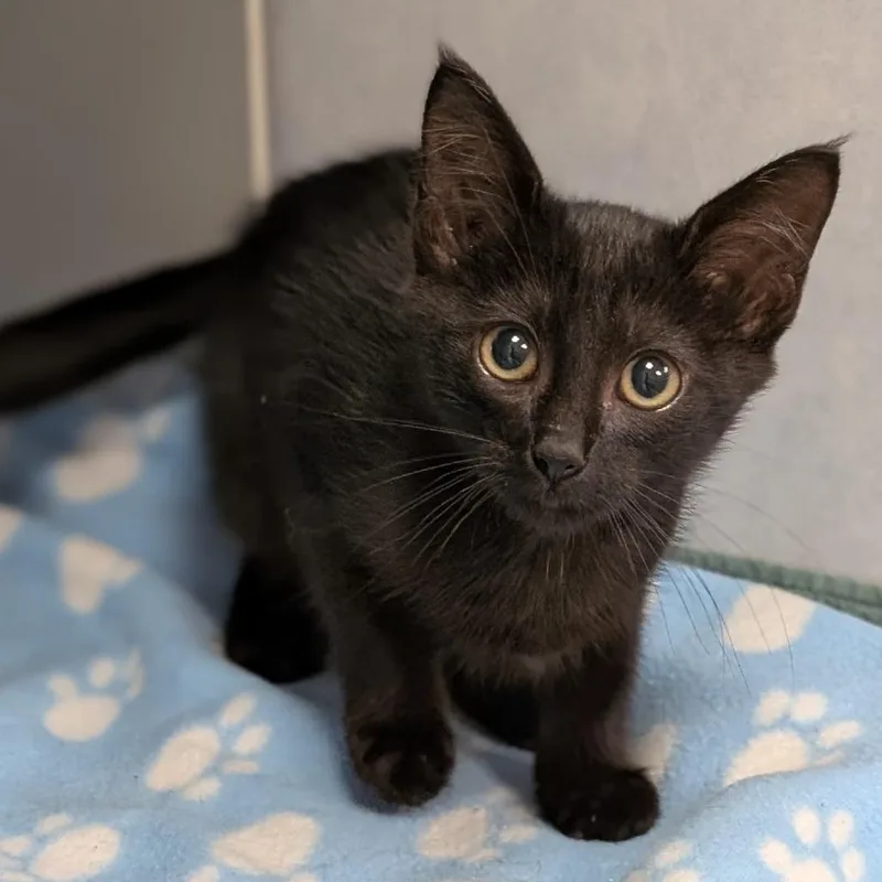A baby small-sized male Black Domestic Short Hair cat named Cubs for adoption in Buchanan Dam, TX
