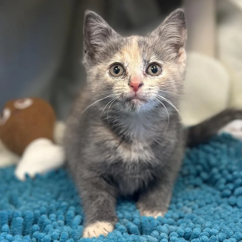 A baby medium-sized female Domestic Short Hair cat named Dagny for adoption in Columbus, OH