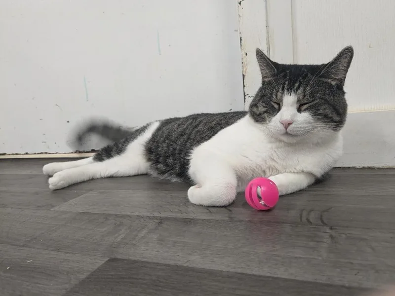 Teddy Graham thumbnail 3