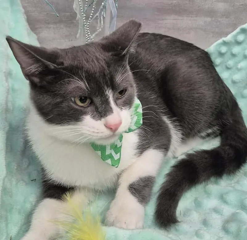 A baby medium-sized male Gray / Blue / Silver Domestic Short Hair cat named Jack for adoption in Ocean Springs, MS