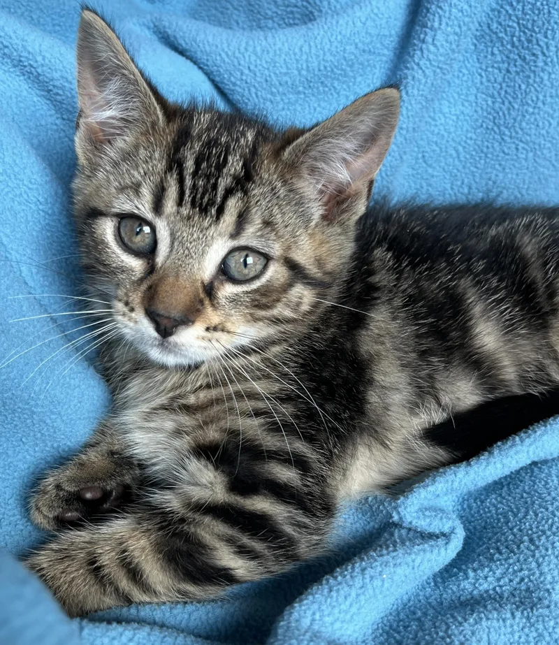 A baby medium-sized female Tabby cat named Fergy for adoption in Hood RIver, OR