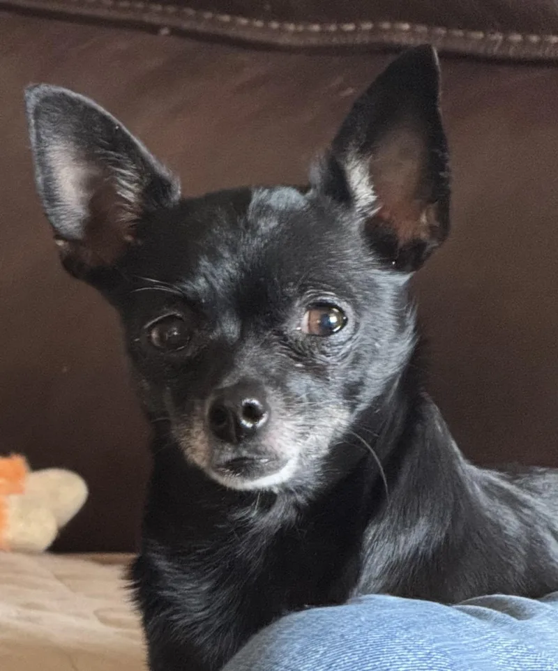 An adult small-sized female Black Chihuahua dog named Cookie for adoption in Lincoln University, PA