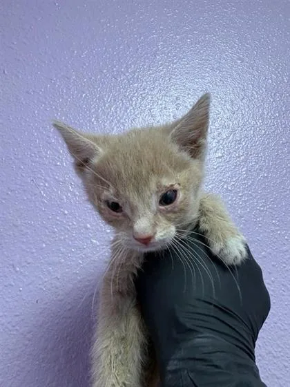 A baby small-sized male Orange / Red Domestic Medium Hair cat named 61179171 for adoption in El Paso, TX