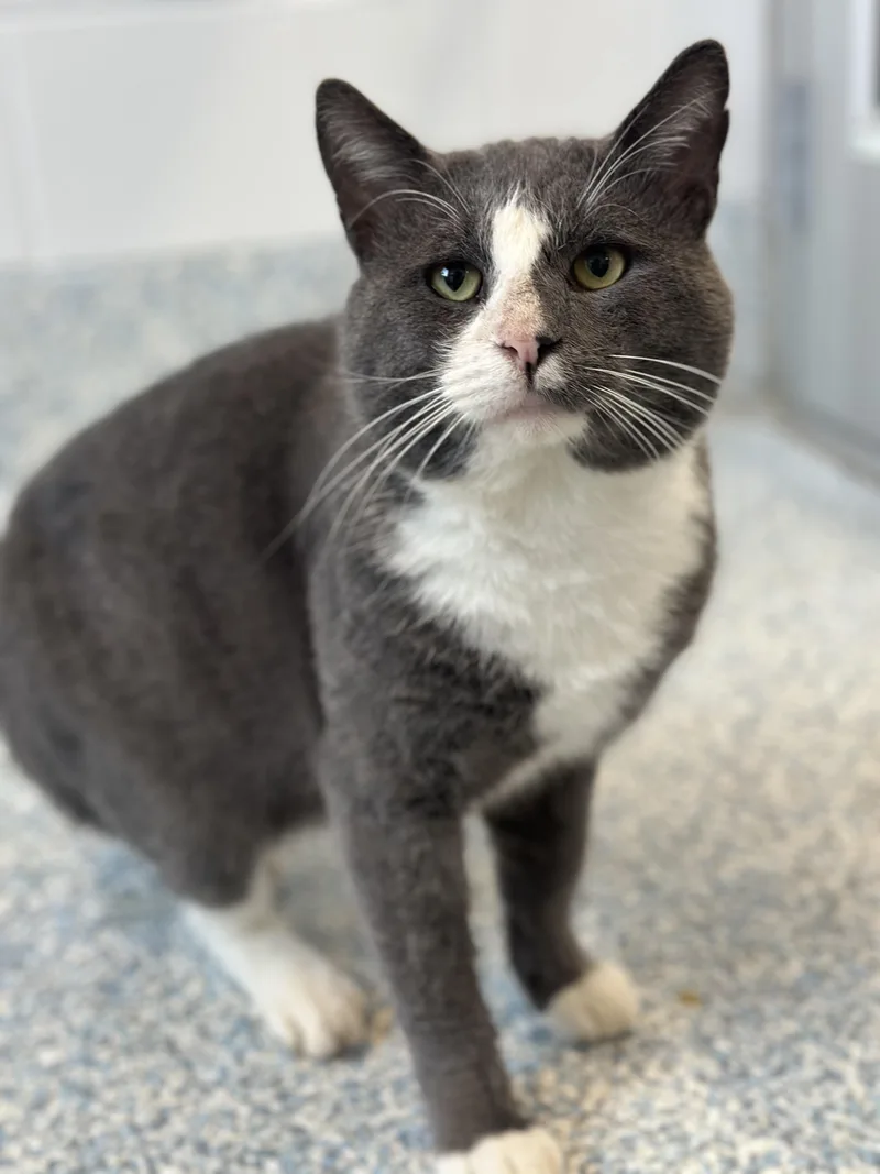 An adult medium-sized male Gray & White Domestic Short Hair cat named King GusGus for adoption in Stafford, VA
