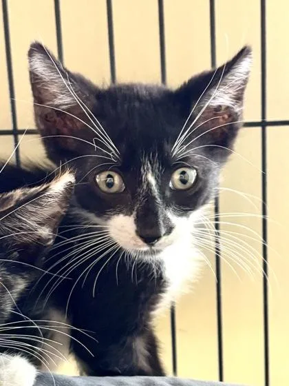 A baby small-sized unknown Domestic Short Hair cat named Chaos for adoption in New Orleans, LA