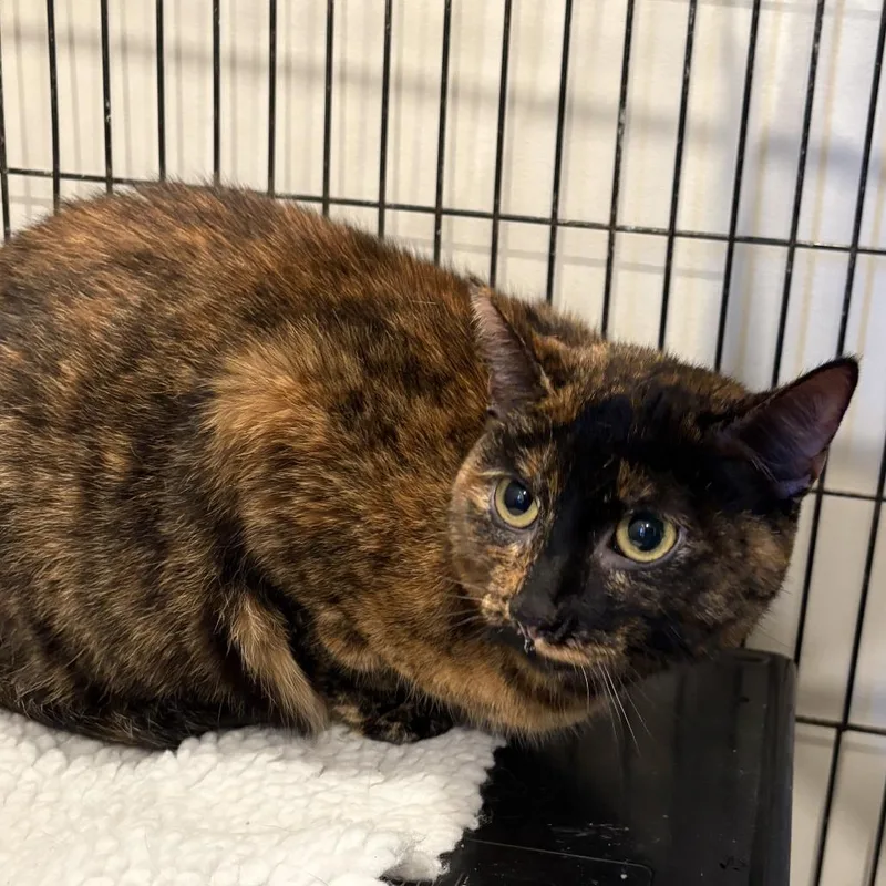 An adult large-sized female Tortoiseshell Domestic Short Hair cat named Mika for adoption in Louisville, KY