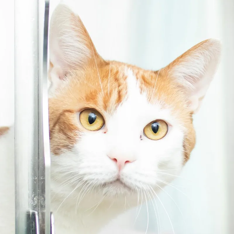 An adult large-sized male Orange / Red Domestic Short Hair cat named Cornelius for adoption in Middletown, RI