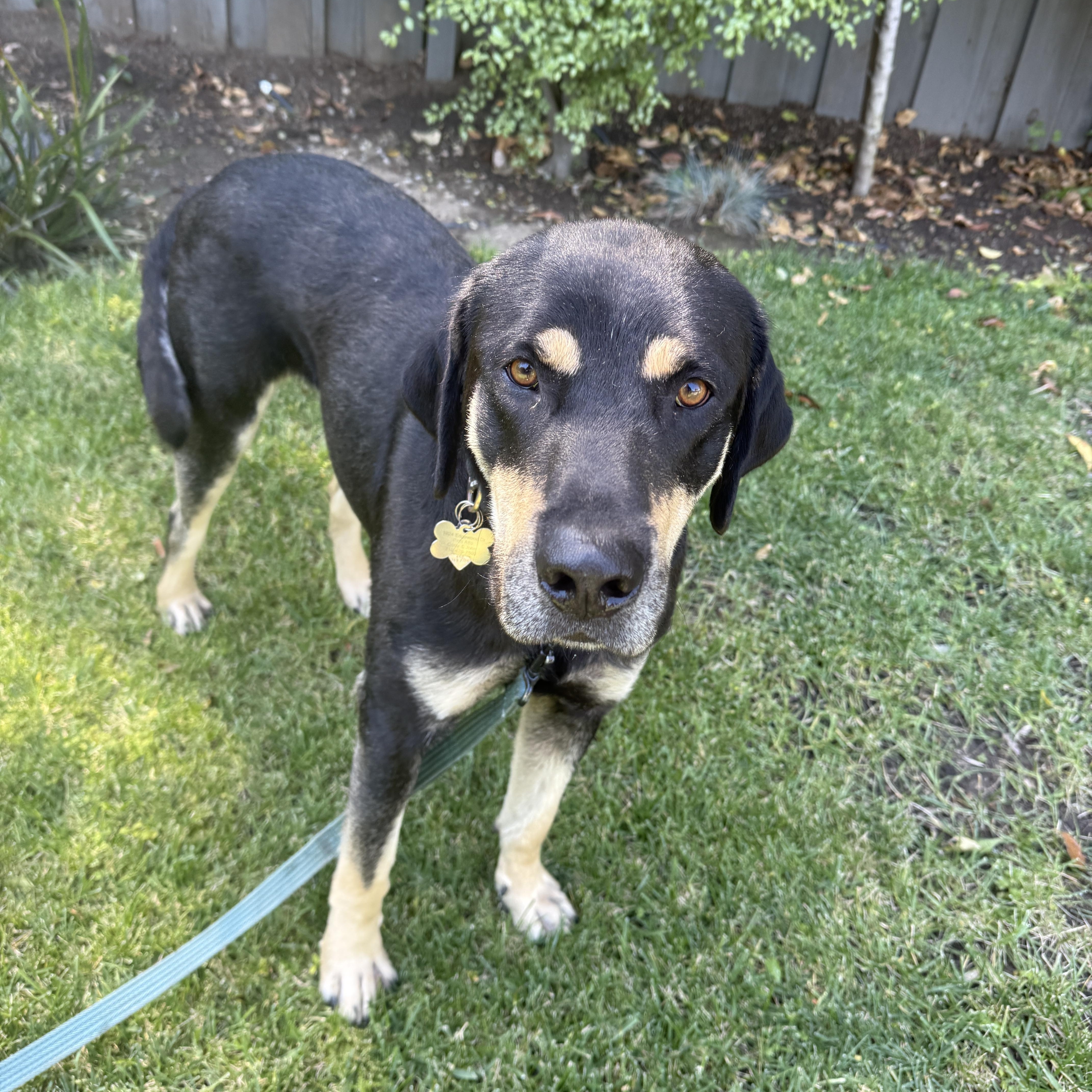 An adult medium-sized male Black Labrador Retriever dog named Harley for adoption in Hayward, CA