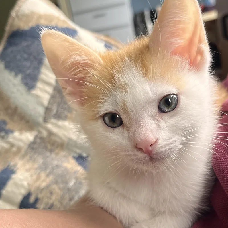 A baby small-sized male Orange & White Domestic Short Hair cat named Arthur for adoption in Richland, MI