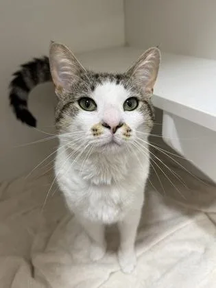 An adult medium-sized male Domestic Short Hair cat named Newbie for adoption in West Chester, PA
