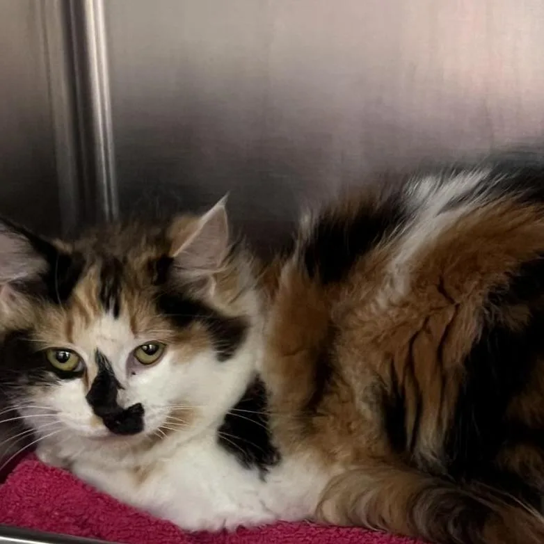 An adult large-sized female Calico Domestic Medium Hair cat named Cookie for adoption in Gloucester, VA