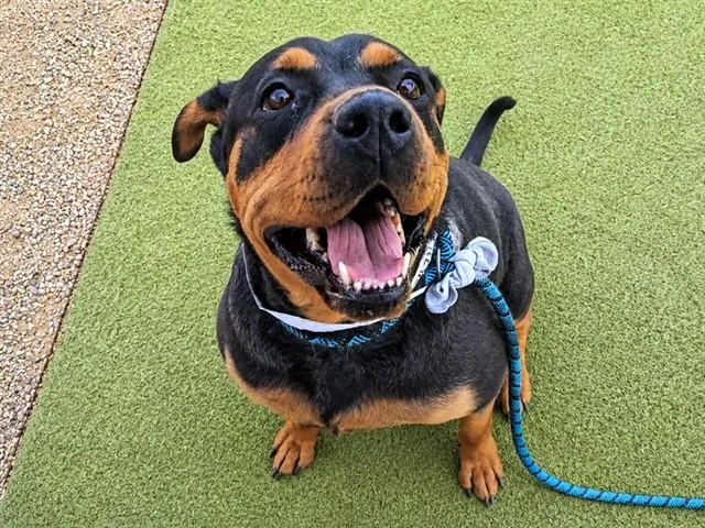 An adult large-sized female Rottweiler dog named Nana for adoption in Phoenix, AZ