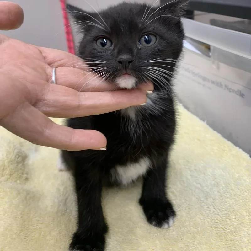 A baby small-sized female Black Domestic Short Hair cat named Socks for adoption in Morganton, NC